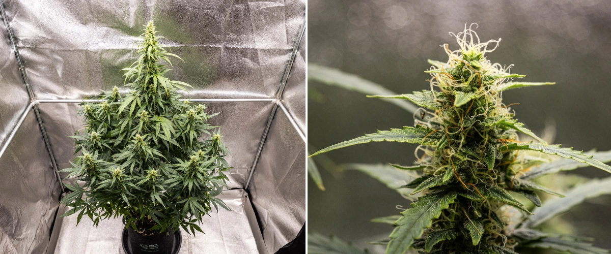 Wedding Cake Auto Cannabispflanze während Woche 8 des Grow Reports, mit harziger Bud-Entwicklung, weißen und orangefarbenen Blütenstempeln, gesunden Zuckerblättern und hohen blühenden Colas.