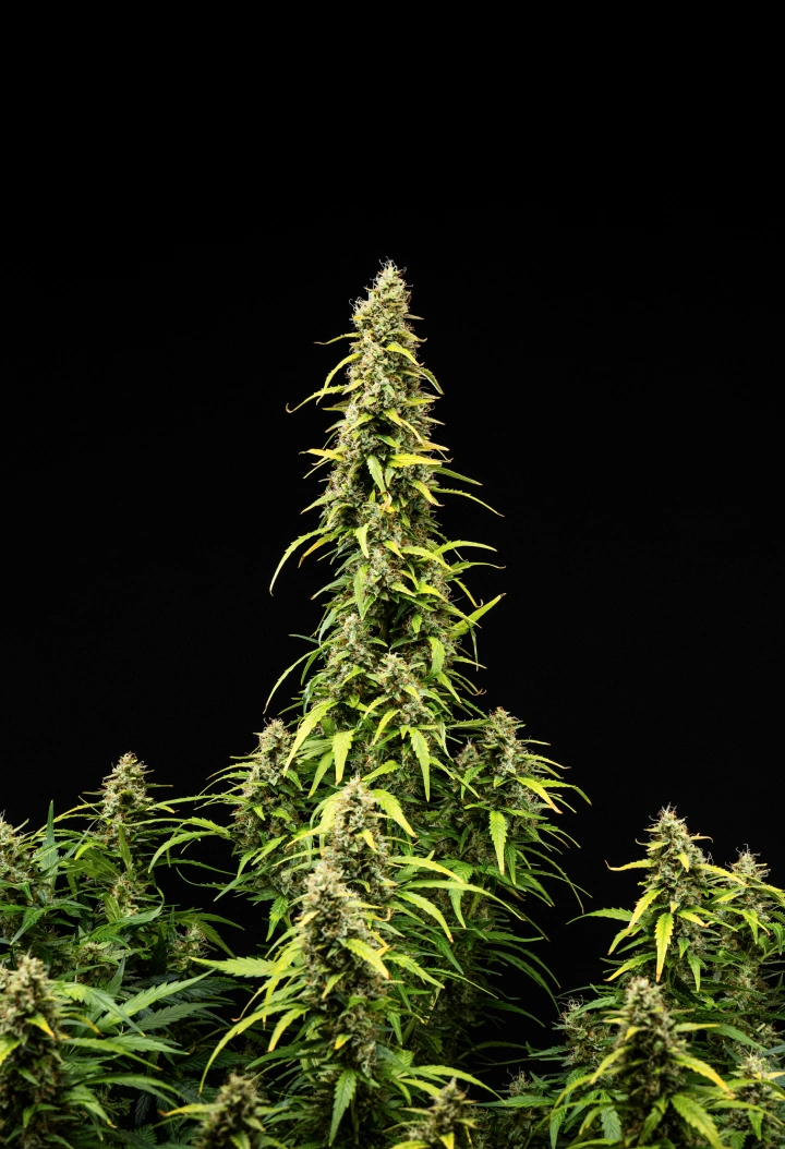 Wedding Cake Auto Cannabispflanze während Woche 9 des Grow Reports, mit hohen reifen Colas, dichten harzigen Buds, verblassenden Blättern und finaler Blütenentwicklung vor schwarzem Hintergrund.