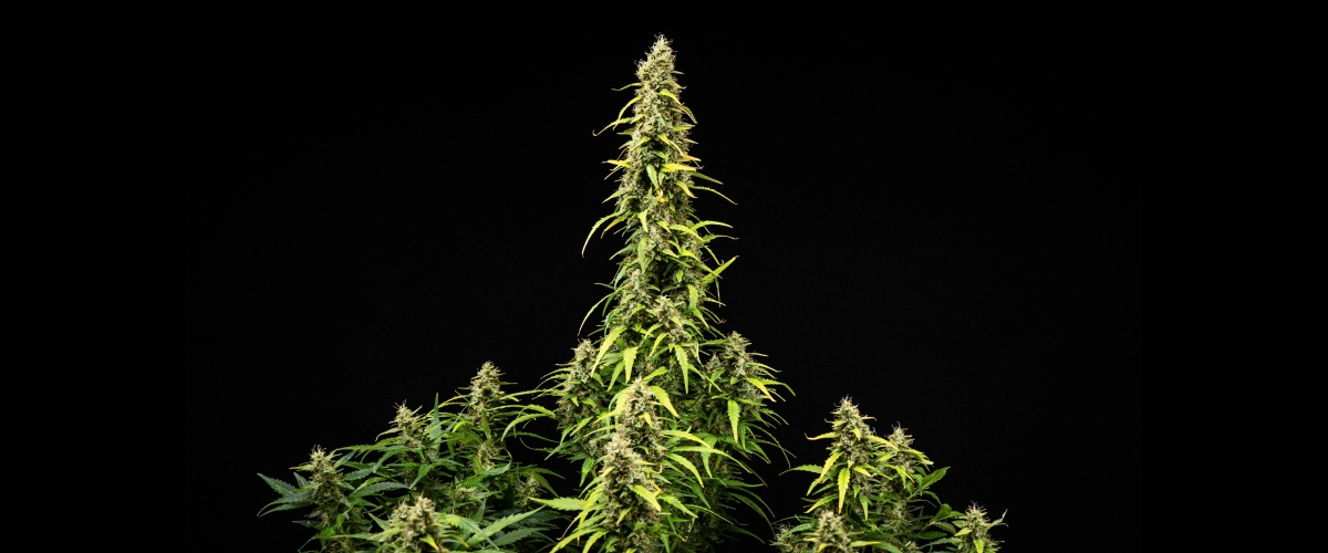 Wedding Cake Auto Cannabispflanze während Woche 9 des Grow Reports, mit hohen reifen Colas, dichten harzigen Buds, verblassenden Blättern und finaler Blütenentwicklung vor schwarzem Hintergrund.