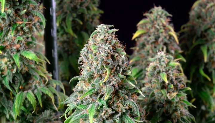 Wedding Gelato: kompakte Sorte mit höchstem THC-Gehalt Wedding Gelato Cannabispflanze mit dichten frostigen Buds, orangefarbenen Blütenstempeln, grünem Laub und harzigen Blütencolas.