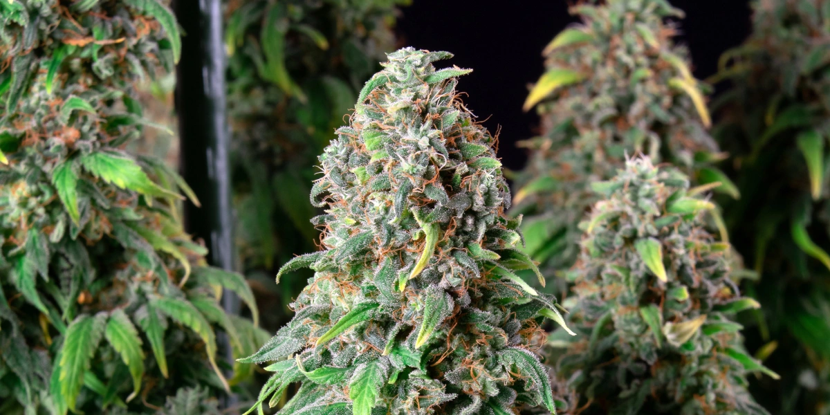 Wedding Gelato: kompakte Sorte mit höchstem THC-Gehalt Wedding Gelato Cannabispflanze mit dichten frostigen Buds, orangefarbenen Blütenstempeln, grünem Laub und harzigen Blütencolas.