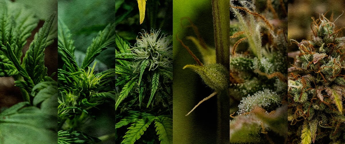 Autoflower-Outdoor-Anbau: Wöchentliche Zeitlinie (Start im Mai) Outdoor-Autoflower-Wachstumszeitlinie: Sehen Sie die wöchentliche Entwicklung einer im Mai gepflanzten Cannabis-Autoflower, vom Sämling bis zur Ernte. Verfolgen Sie ihren Fortschritt visuell.