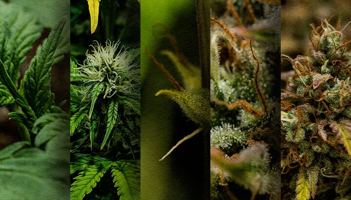 Autoflower-Outdoor-Anbau: Wöchentliche Zeitlinie (Start im Mai) Outdoor-Autoflower-Wachstumszeitlinie: Sehen Sie die wöchentliche Entwicklung einer im Mai gepflanzten Cannabis-Autoflower, vom Sämling bis zur Ernte. Verfolgen Sie ihren Fortschritt visuell.