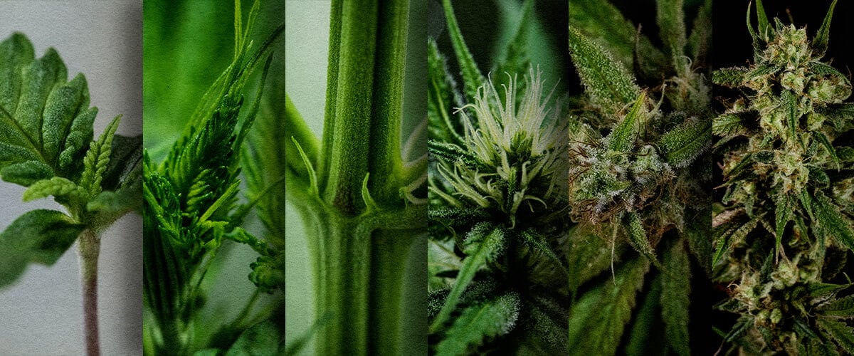 Photoperiod-Outdoor-Anbau: Wöchentliche Zeitlinie (Start im Mai) Outdoor-Photoperiod-Wachstumszeitlinie: Sehen Sie die wöchentliche Entwicklung einer im Mai gepflanzten Cannabis-Photoperiode, vom Sämling bis zur Vorblüte. Verfolgen Sie ihren Fortschritt visuell.