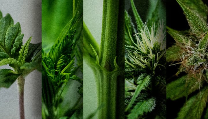 Photoperiod-Outdoor-Anbau: Wöchentliche Zeitlinie (Start im Mai) Outdoor-Photoperiod-Wachstumszeitlinie: Sehen Sie die wöchentliche Entwicklung einer im Mai gepflanzten Cannabis-Photoperiode, vom Sämling bis zur Vorblüte. Verfolgen Sie ihren Fortschritt visuell.