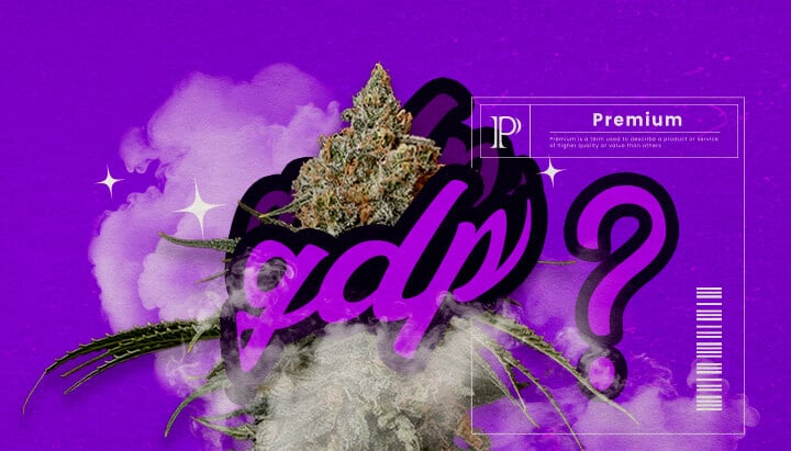 Eine Illustration von Granddaddy Purple Cannabis-Knospen mit tiefpurpurnen Farbtönen und dichter Struktur, die die dominanten Indica-Hybrid-Eigenschaften und den süßen, traubenähnlichen Duft hervorhebt, auf einem grünen Hintergrund.