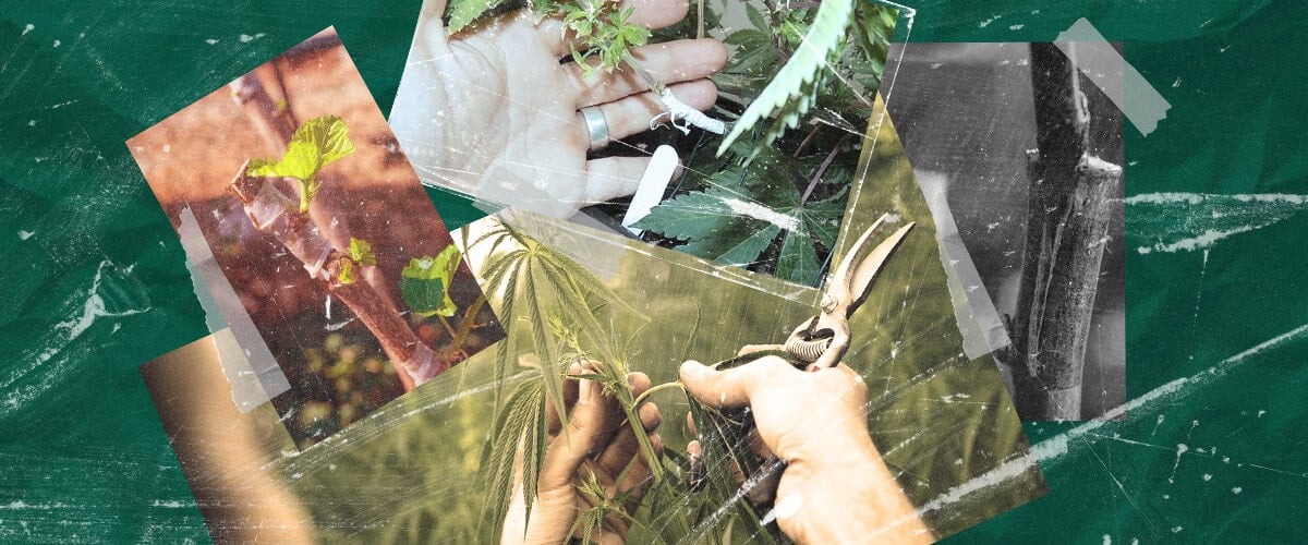 Was Ist Cannabisveredelung? Den Prozess und die Vorteile Verstehen Erfahren Sie mehr über Cannabisveredelung: was es ist, seine Vorteile für Züchter und wie diese Pflanzenvermehrungstechnik Schritt für Schritt funktioniert. Entdecken Sie Cannabisveredelungsmethoden.