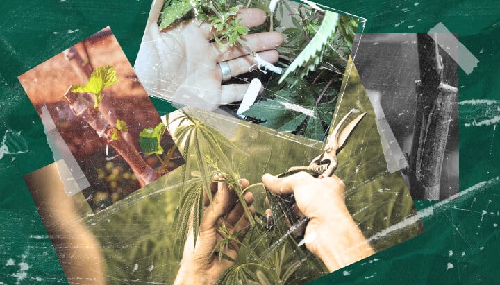 Was Ist Cannabisveredelung? Den Prozess und die Vorteile Verstehen Erfahren Sie mehr über Cannabisveredelung: was es ist, seine Vorteile für Züchter und wie diese Pflanzenvermehrungstechnik Schritt für Schritt funktioniert. Entdecken Sie Cannabisveredelungsmethoden.