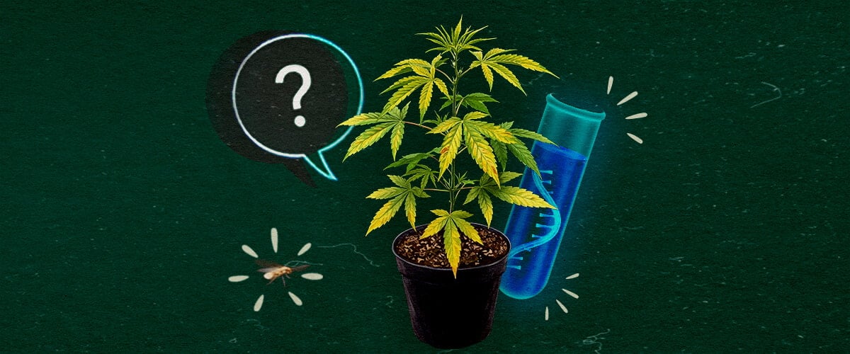 Cannabis-Pflanze mit Reagenzglas und Fragezeichen auf grünem Hintergrund, untersucht das CCYV-Virus.