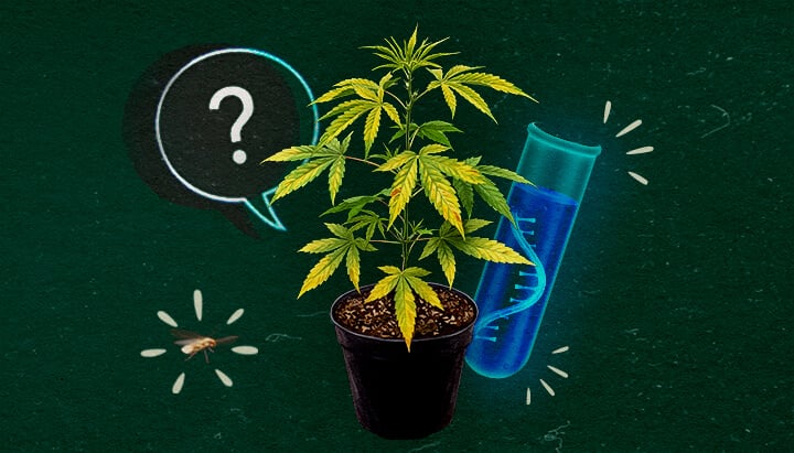 Cannabis-Pflanze mit Reagenzglas und Fragezeichen auf grünem Hintergrund, untersucht das CCYV-Virus.