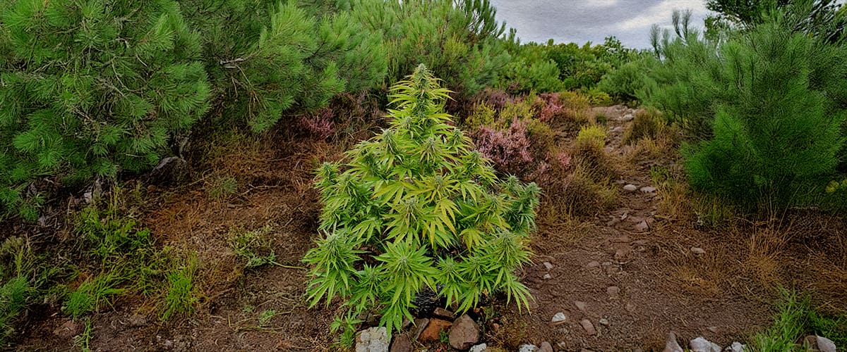 Wilde Cannabis-Pflanze in Natürlichem Wald Eine wilde Cannabis-Pflanze inmitten von Waldsträuchern und einem felsigen Pfad, umgeben von grünen Kiefern und bunter Vegetation.