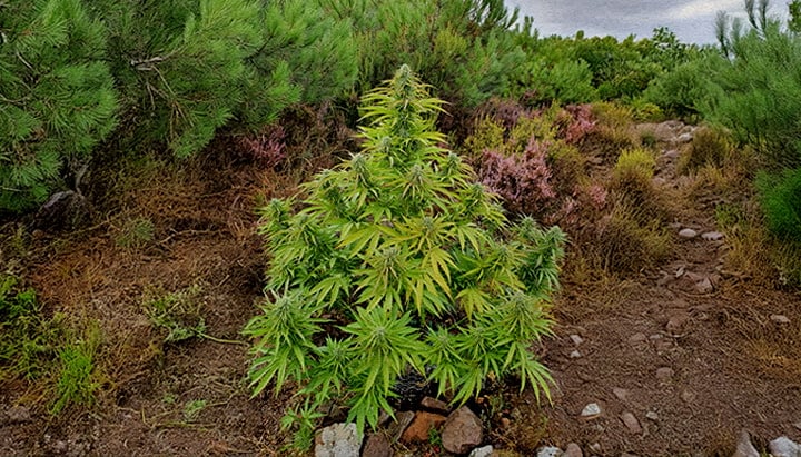 Wilde Cannabis-Pflanze in Natürlichem Wald Eine wilde Cannabis-Pflanze inmitten von Waldsträuchern und einem felsigen Pfad, umgeben von grünen Kiefern und bunter Vegetation.