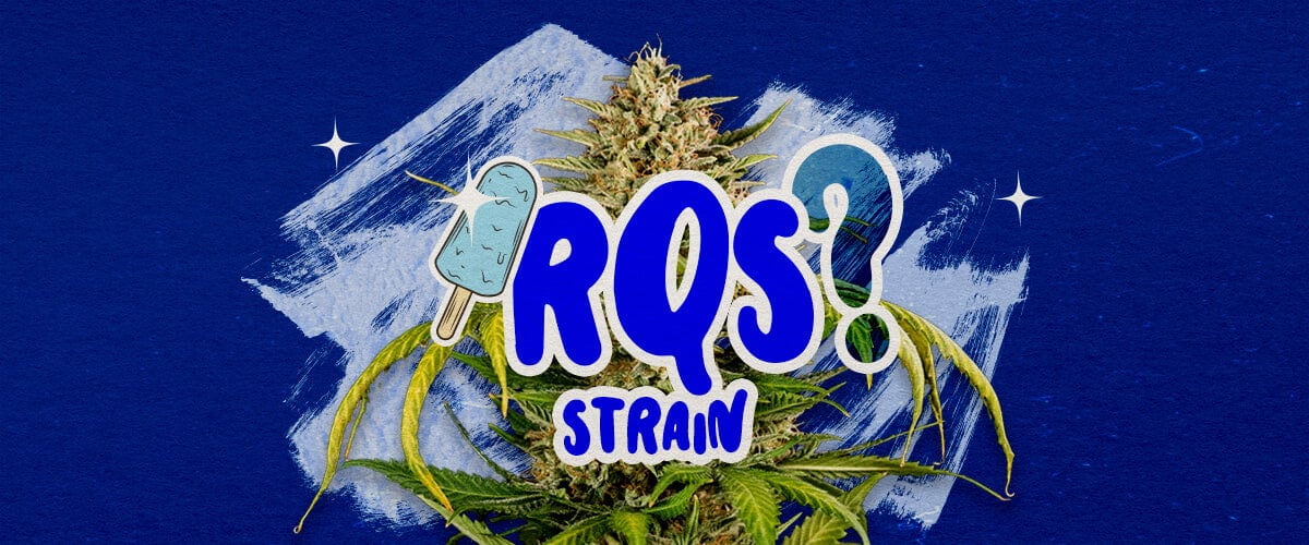 Eine Illustration eines Blue Gelato Cannabisknospen mit lila Tönen und orangefarbenen Pistillen, mit fruchtigen Blaubeer- und cremigen Aromaelementen, auf einem grünen Hintergrund, die wichtige Informationen über die Blue Gelato Sorte bietet.