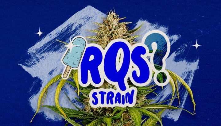 Eine Illustration eines Blue Gelato Cannabisknospen mit lila Tönen und orangefarbenen Pistillen, mit fruchtigen Blaubeer- und cremigen Aromaelementen, auf einem grünen Hintergrund, die wichtige Informationen über die Blue Gelato Sorte bietet.