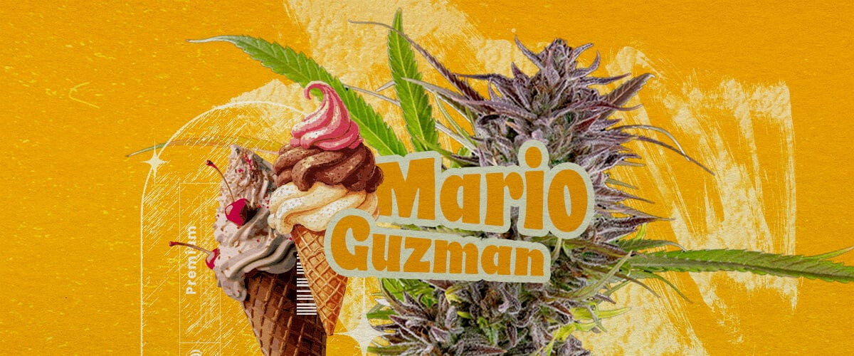 Was ist die Sorte Gelato? Eine Illustration mit einem Cannabisknospe, dem fett gedruckten Text