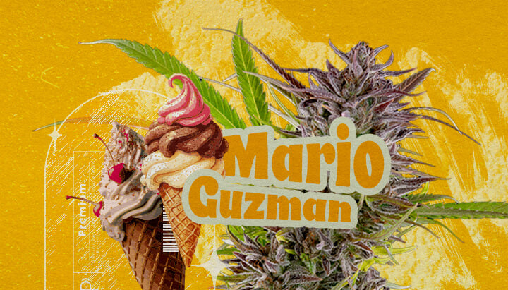 Was ist die Sorte Gelato? Eine Illustration mit einem Cannabisknospe, dem fett gedruckten Text