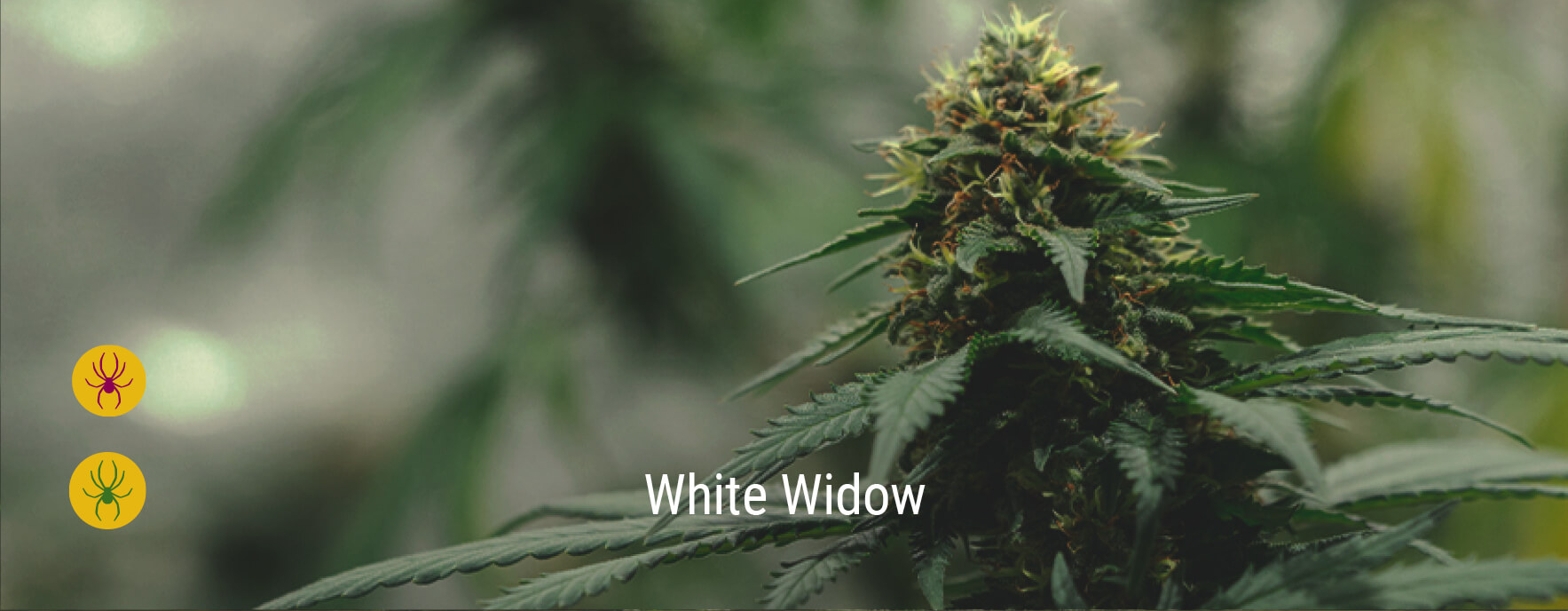 White Widow