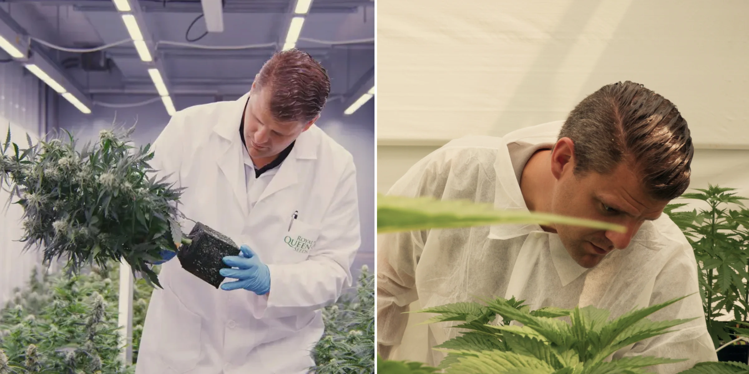 Maikel inspiziert photoperiodische F1-Hybrid-Cannabispflanzen in einem kontrollierten Forschungsgewächshaus, mit praktischer Pflanzenbewertung, reifen Blüten, gesundem Laub und Bedingungen eines Breeding-Versuchs.