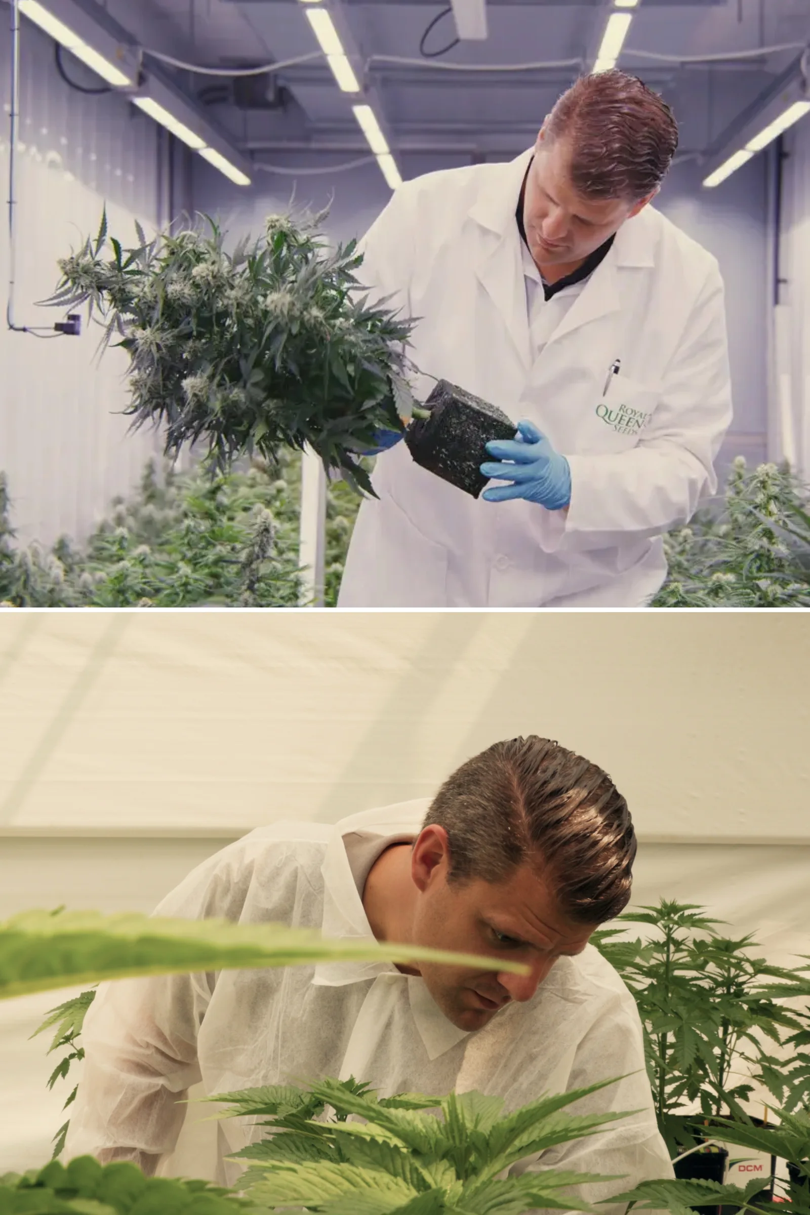 Maikel inspiziert photoperiodische F1-Hybrid-Cannabispflanzen in einem kontrollierten Forschungsgewächshaus, mit praktischer Pflanzenbewertung, reifen Blüten, gesundem Laub und Bedingungen eines Breeding-Versuchs.