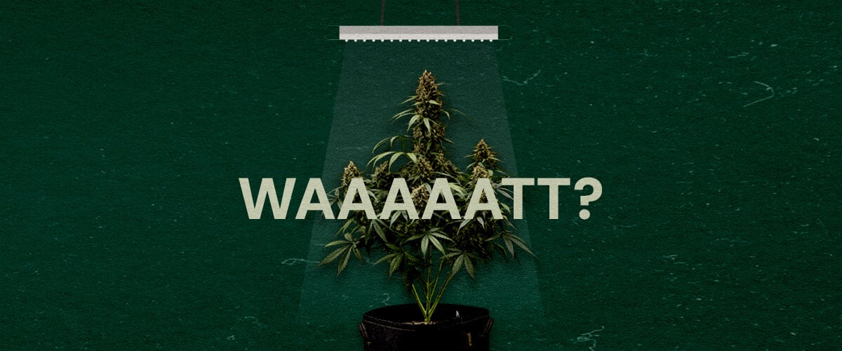 Warum die Wattzahl der Grow-Lichter Wichtig Ist Cannabis Eine Illustration einer Cannabispflanze unter einer Grow-Lampe mit dem Text
