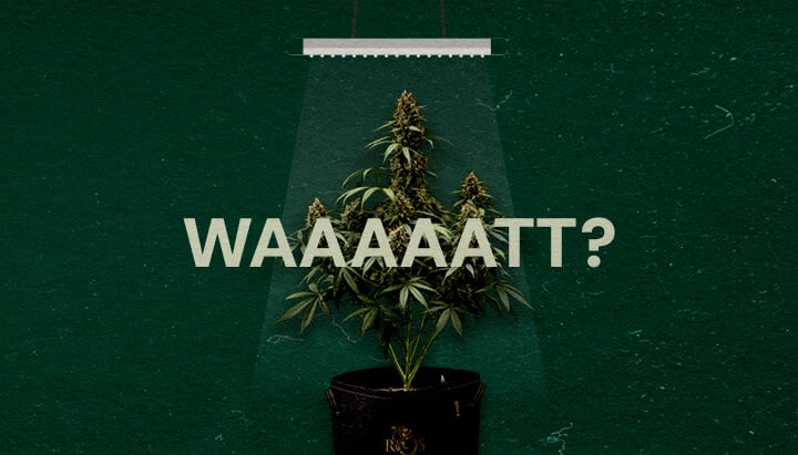 Warum die Wattzahl der Grow-Lichter Wichtig Ist Cannabis Eine Illustration einer Cannabispflanze unter einer Grow-Lampe mit dem Text
