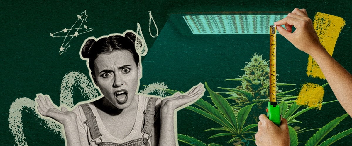 Warum Lichtdistanz Wichtig Ist: Lichtsetup-Bild Cannabispflanze mit Grow-Licht und Maßband, betont die Bedeutung der Lichtdistanz für die Pflanzengesundheit auf dunkelgrünem Hintergrund, ideal für Cannabisanbau-Tipps.