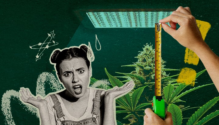 Warum Lichtdistanz Wichtig Ist: Lichtsetup-Bild Cannabispflanze mit Grow-Licht und Maßband, betont die Bedeutung der Lichtdistanz für die Pflanzengesundheit auf dunkelgrünem Hintergrund, ideal für Cannabisanbau-Tipps.