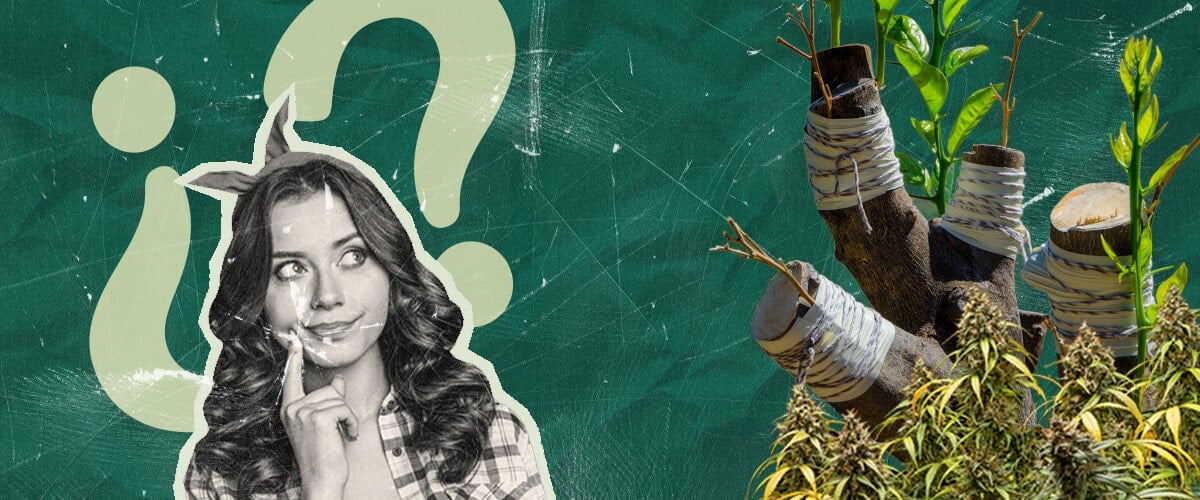 Warum Marihuanapflanzen Veredeln? Die Vorteile Erkunden Entdecken Sie die Gründe für das Veredeln von Marihuanapflanzen. Erforschen Sie die Vorteile dieser 4.000 Jahre alten Technik für den Cannabisanbau, die sowohl Forscher als auch Hobbygärtner anspricht.