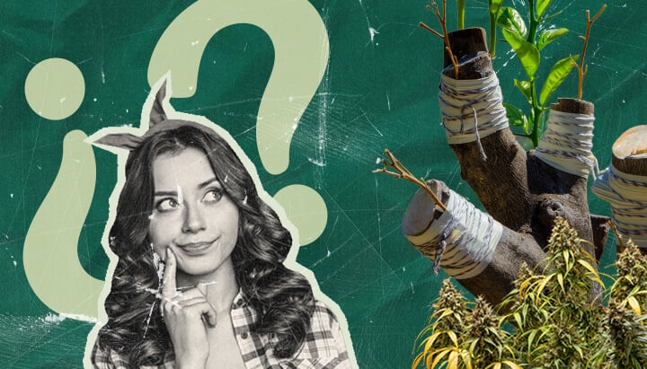 Warum Marihuanapflanzen Veredeln? Die Vorteile Erkunden Entdecken Sie die Gründe für das Veredeln von Marihuanapflanzen. Erforschen Sie die Vorteile dieser 4.000 Jahre alten Technik für den Cannabisanbau, die sowohl Forscher als auch Hobbygärtner anspricht.