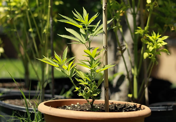 Zusätzliche Tipps zum Klonen von Cannabispflanzen