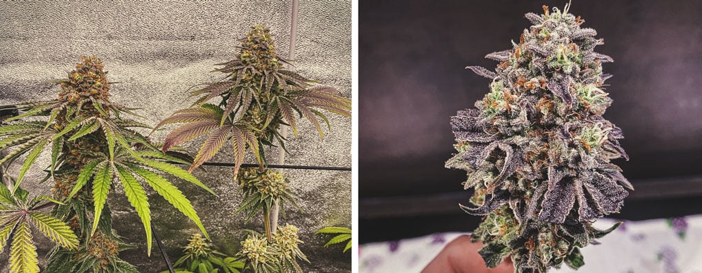 ZAMNESIA X RQS ZAMNESIA X RQS