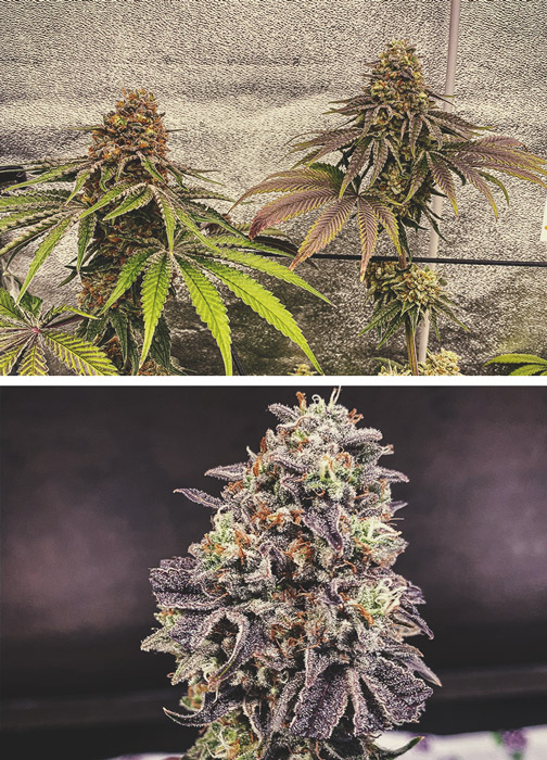 ZAMNESIA X RQS ZAMNESIA X RQS