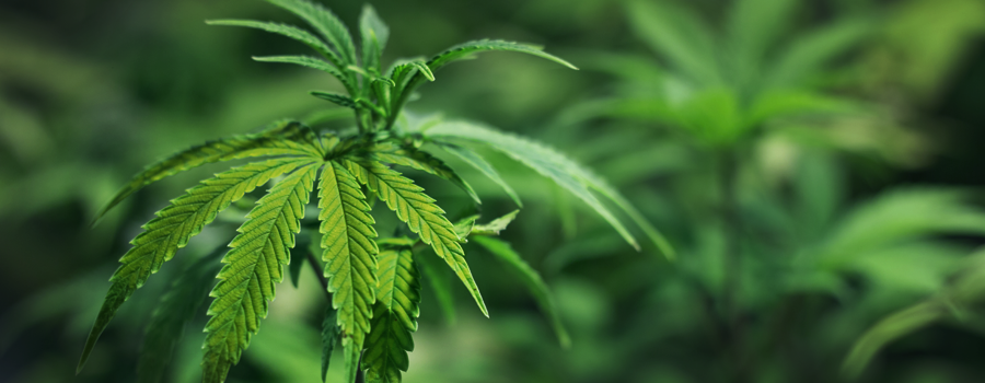 Zink deficiency cannabis plant