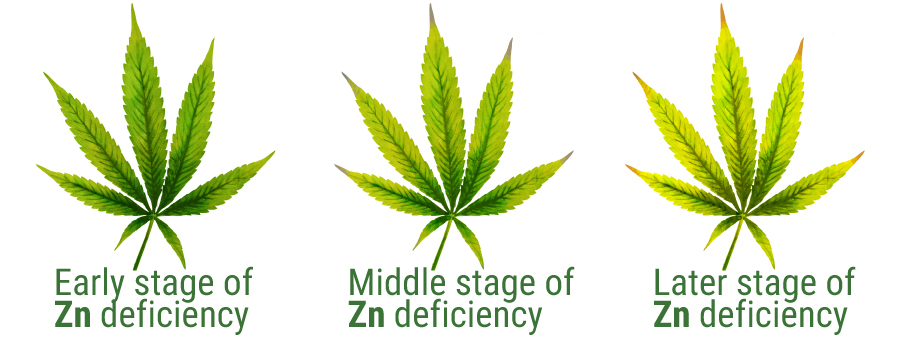 Zink deficiency cannabis leaves