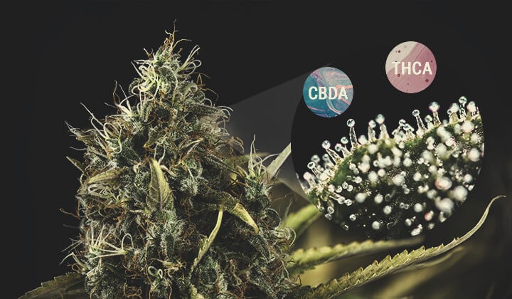Was sind Cannabinoidsäuren? Was sind Cannabinoidsäuren?