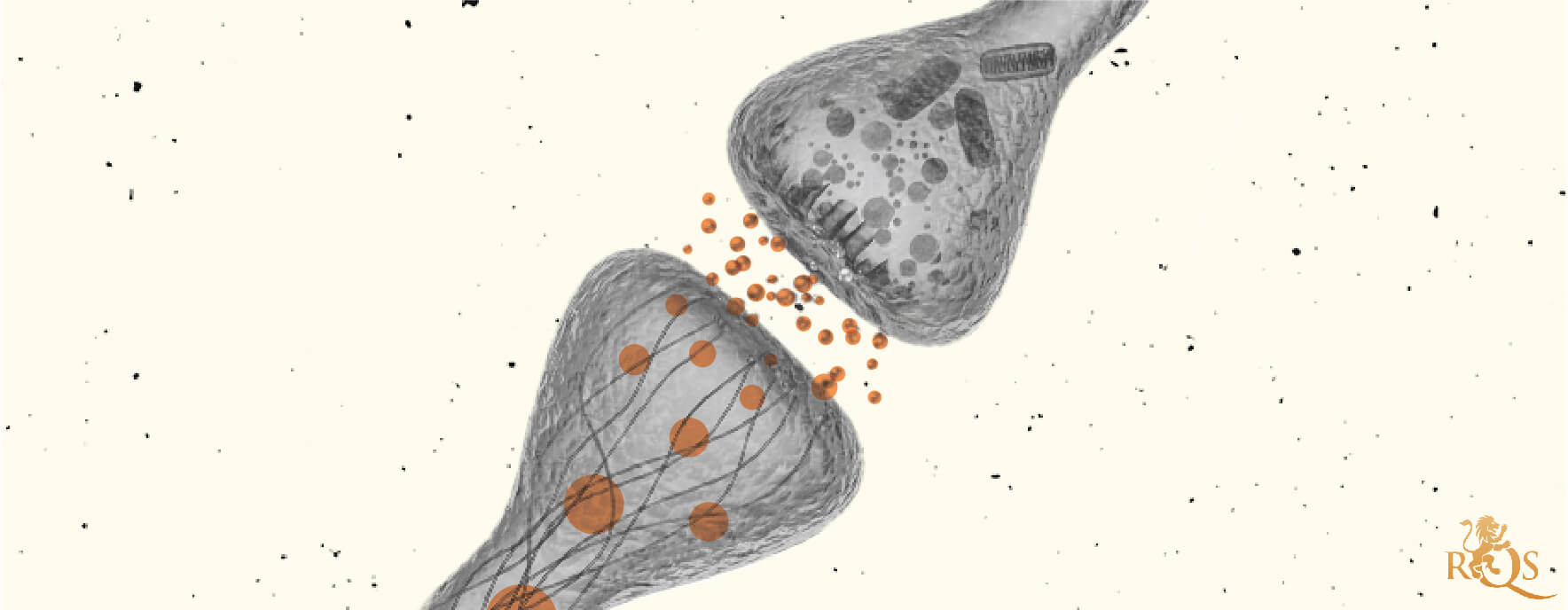 Das Endocannabinoid-System