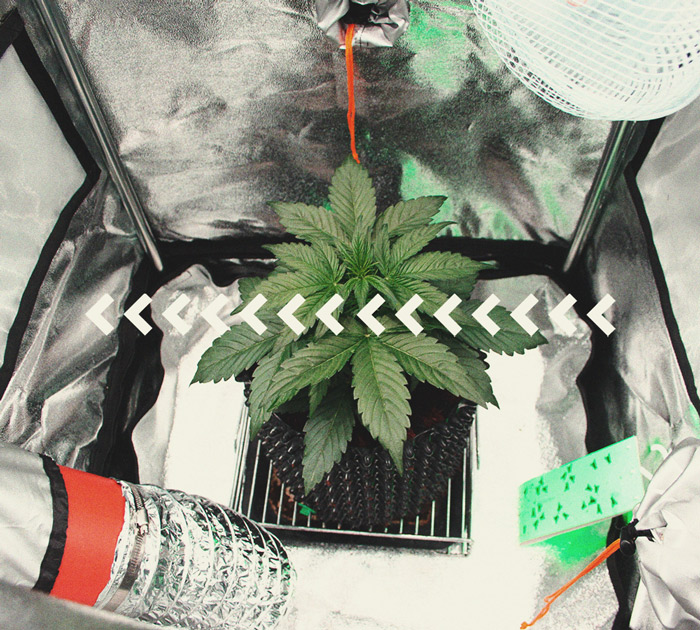 Alles Wissenswerte über Cannabis-Growboxen Alles Wissenswerte über Cannabis-Growboxen