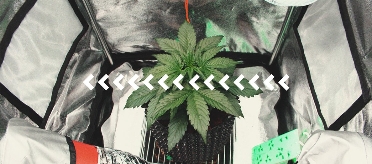 Alles Wissenswerte über Cannabis-Growboxen Alles Wissenswerte über Cannabis-Growboxen
