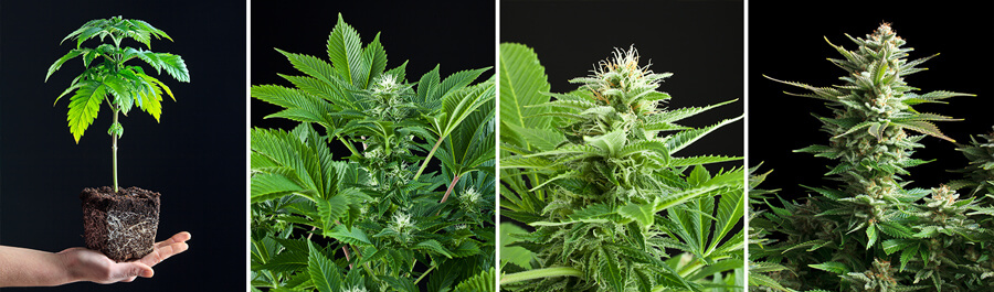 Amnesia Haze