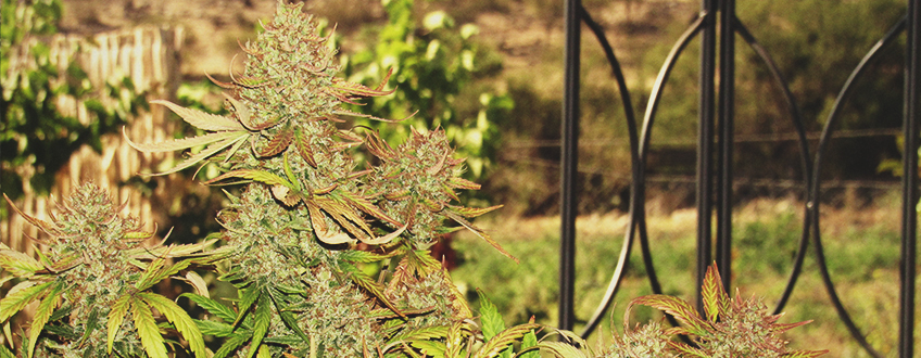 Amnesia Haze Amnesia Haze