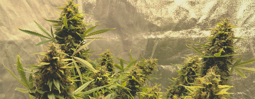 Amnesia Haze Amnesia Haze