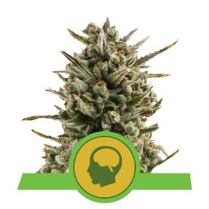 Kaufen Amnesia Haze Automatic Kaufen Amnesia Haze Automatic