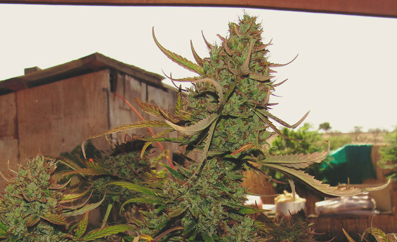 Top 10 High-Yielding Outdoor Cannabis Strains Top 10 High-Yielding Outdoor Cannabis Strains