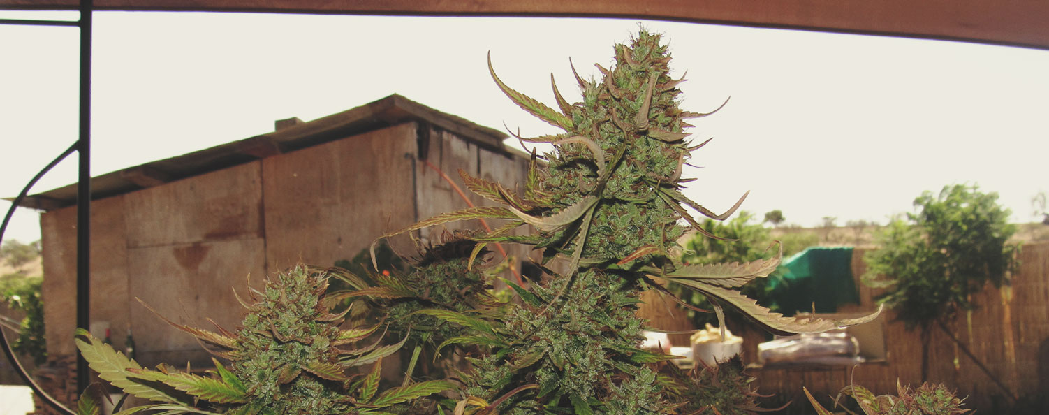 Top 10 High-Yielding Outdoor Cannabis Strains Top 10 High-Yielding Outdoor Cannabis Strains