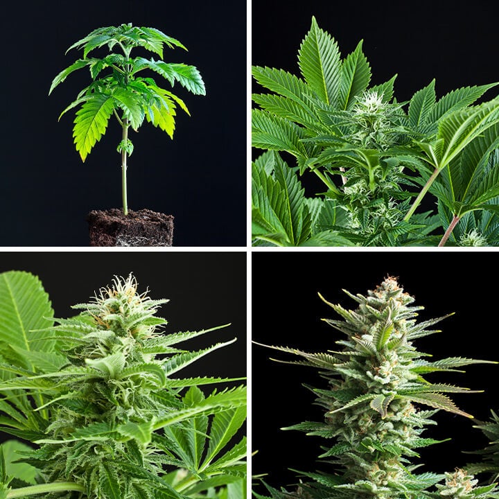 Amnesia Haze