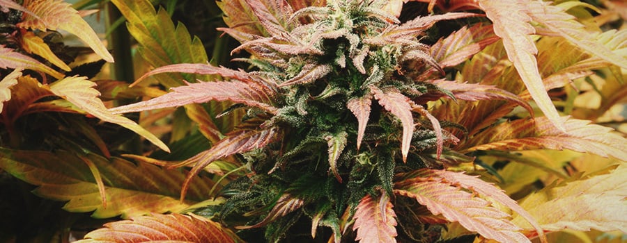 Amnesia Haze Amnesia Haze