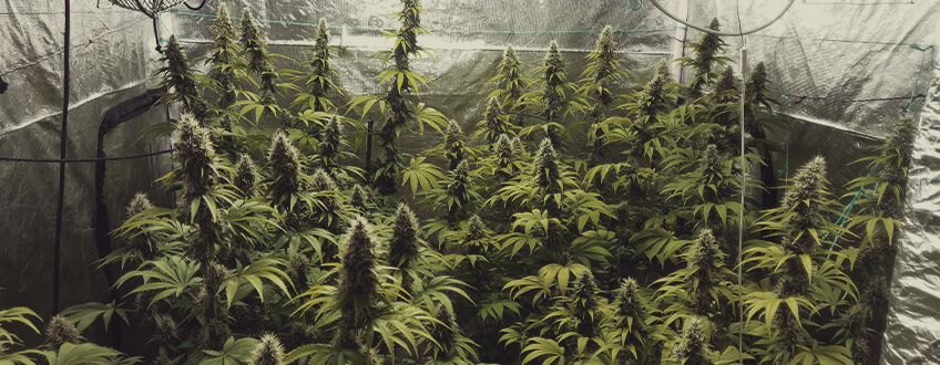 Amnesia Haze Amnesia Haze