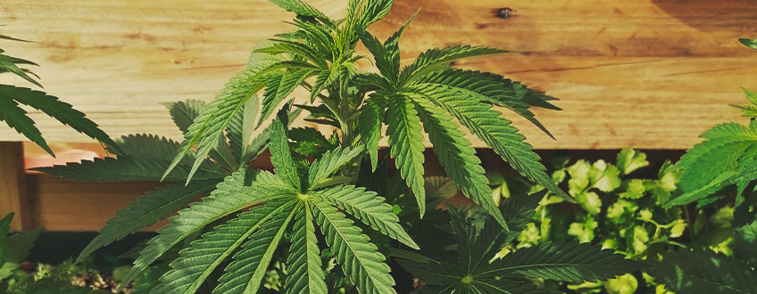 Amnesia Haze Amnesia Haze