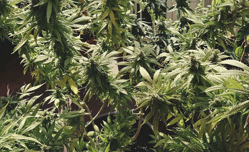 AMG – Amnesia x Mexican Haze AMG – Amnesia x Mexican Haze
