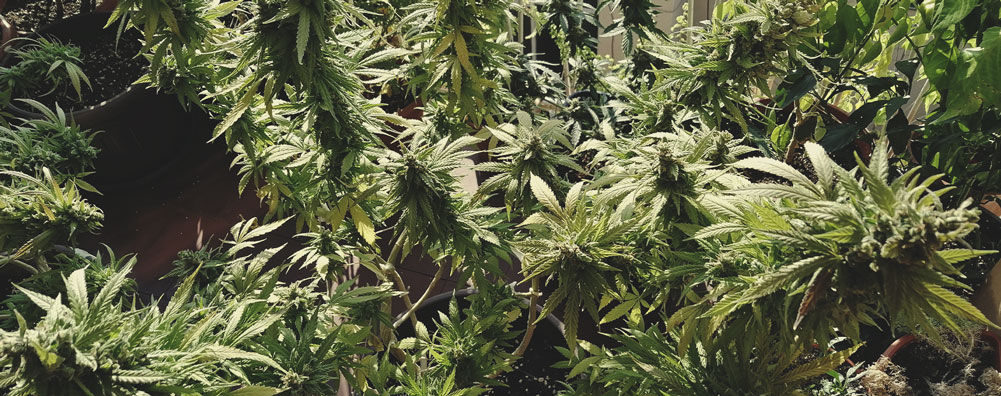 AMG – Amnesia x Mexican Haze AMG – Amnesia x Mexican Haze